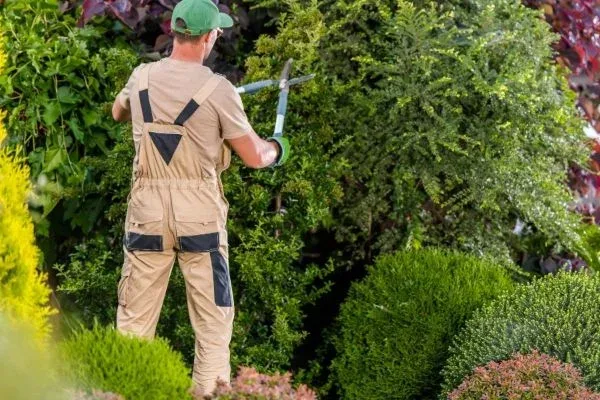 Jardinero de Jardinero Pamplona trabajando en un jardín