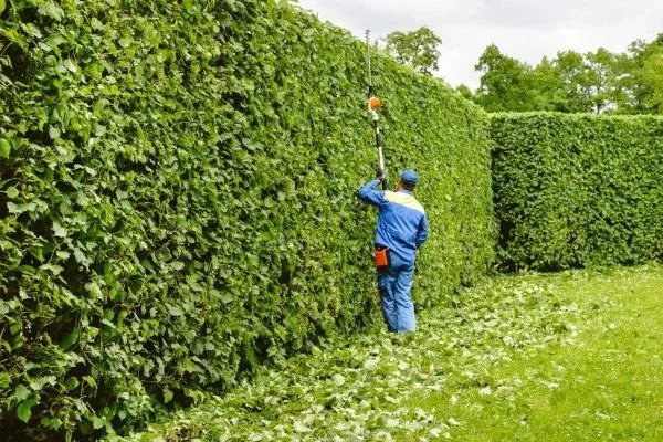 Poda de setos, árboles y arbustos en Pamplona